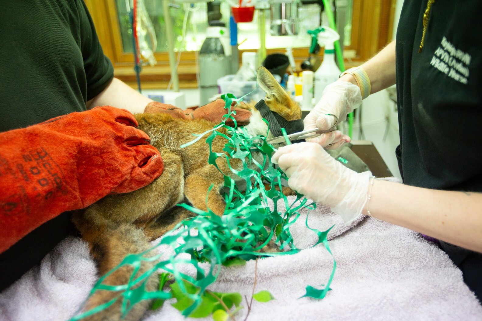 Cameras Catch Wild Baby 'Entangled' In Mysterious Object - The Dodo