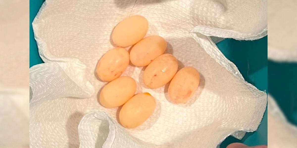 Rescuer Saved Mama Turtle's Eggs After She Passed Away — Then A 'Miracle' Happened - The Dodo