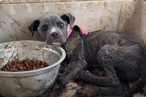 Man Finds Abandoned Mama Dog Raising Her Puppies In Garbage - Videos - The  Dodo