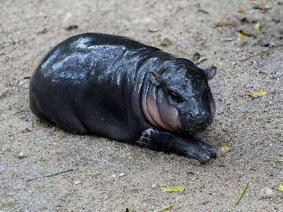 A female dwarf hippopotamus named “Moo Deng”, which means Pork bouncy lies on the ground at Khao Kheow Open Zoo.