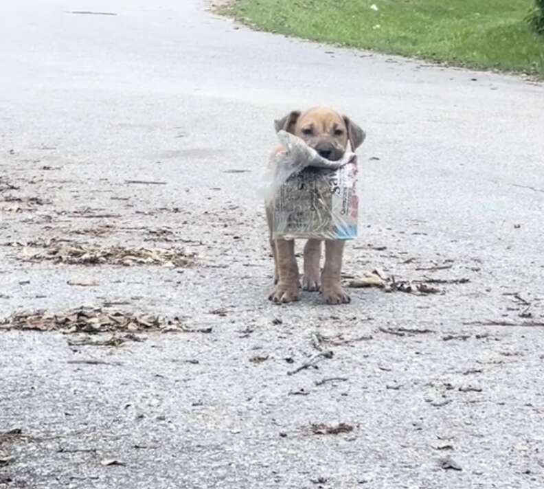 Stray puppy carries around newspaper