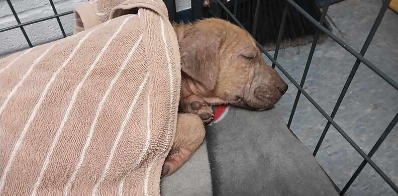 Bingo the stray puppy recovers from mange