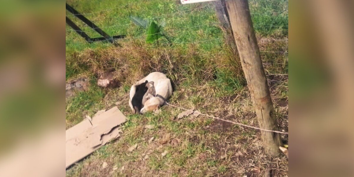 Security Team Finds Entire Family Tied To A Sign At End Of Driveway