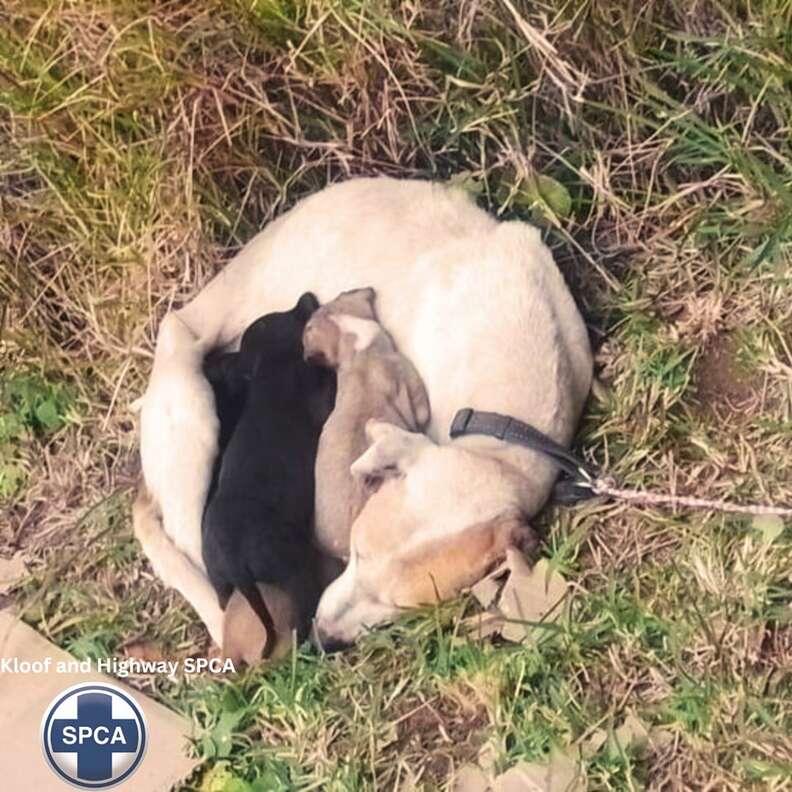 abandoned dog and puppies