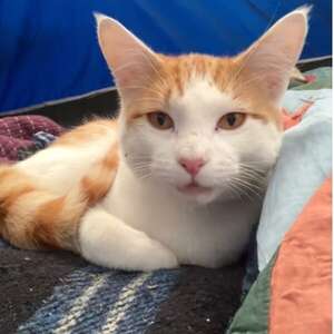 Orange cat cuddling up next to man