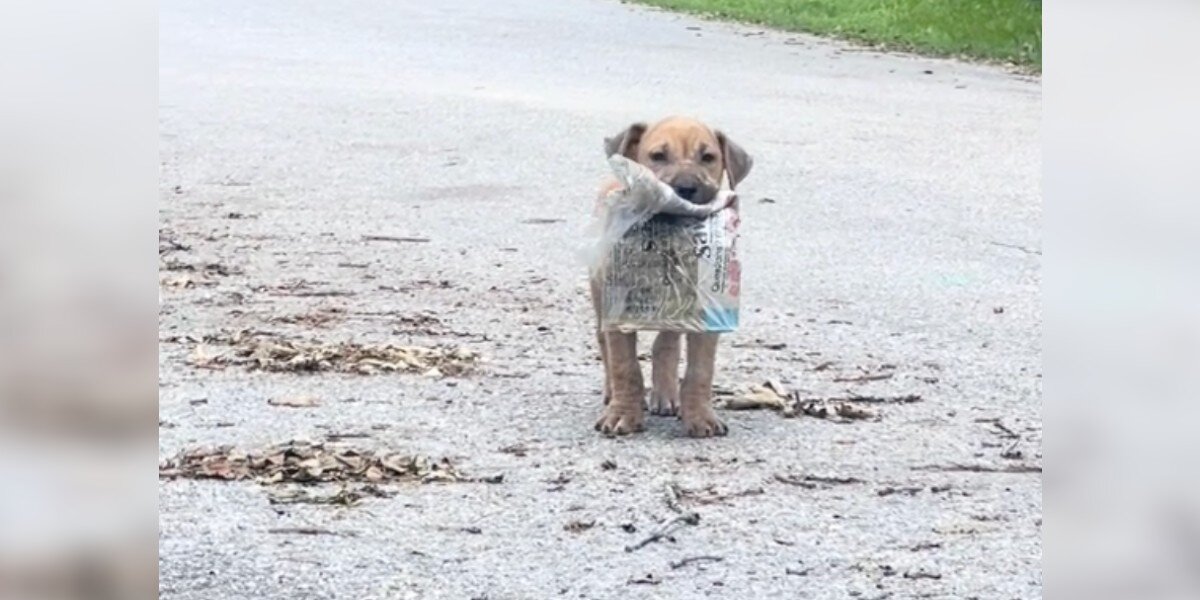 Stray Puppy Proudly Shows Off Beloved Newspaper To Everyone On