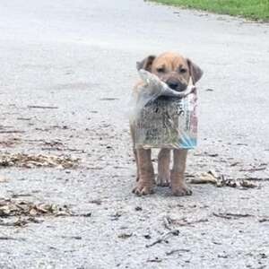 Stray Puppy Proudly Shows Off Beloved Newspaper To Everyone On Street