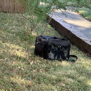 Homeowner Discovers Black Bag In Yard — Then Sees Four Faces Staring At Her