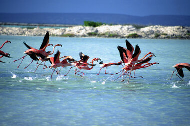 flamingos taking off from water on the Caribbean island of Bonaire