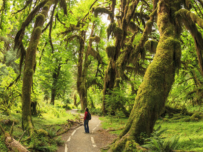 Hoh Rainforest, Olympic National Park