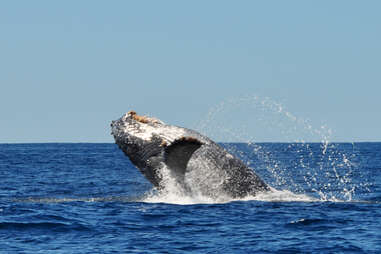 Whale watching ensenada Baja California Mexico