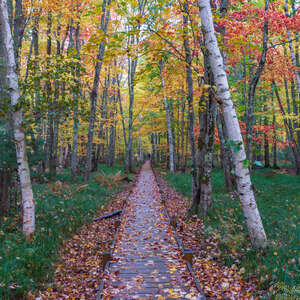 path through fall foliage in Acadia national park