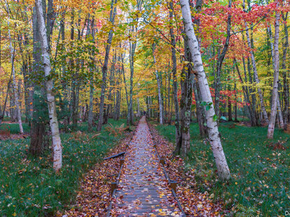 path through fall foliage in Acadia national park