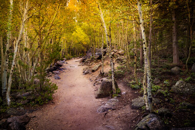 path through aspen grove in rocky mountain national park