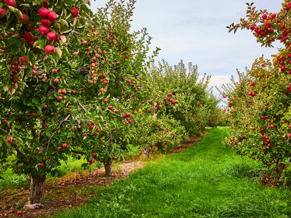 Apple orchard