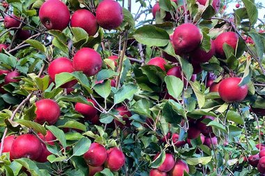 Barton Orchards
