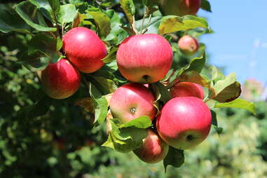 Apples on tree