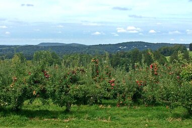 Masker Orchards