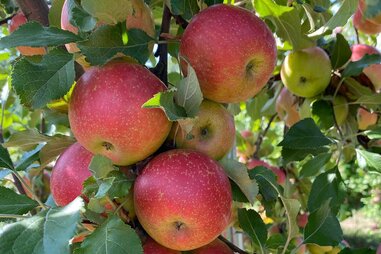 Wilkens Fruit and Fir Farm