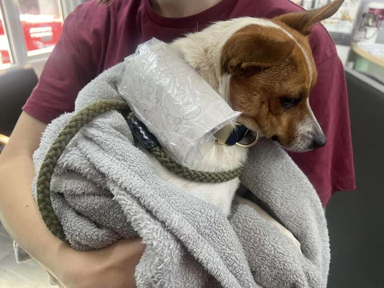 Stray dog with a note on his collar