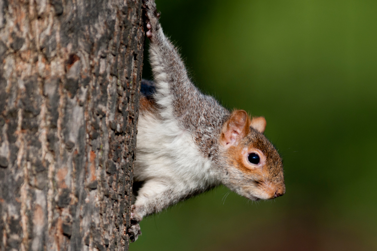Grey Squirrel holding on to a tree in Regents Park, London