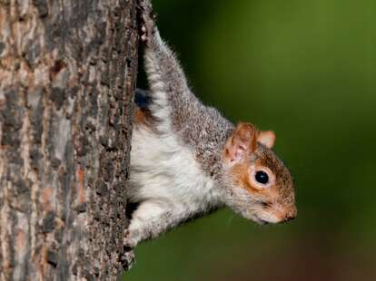 Grey Squirrel holding on to a tree in Regents Park, London