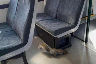 The small grey squirrel running underneath one of the green and blue train seats. 