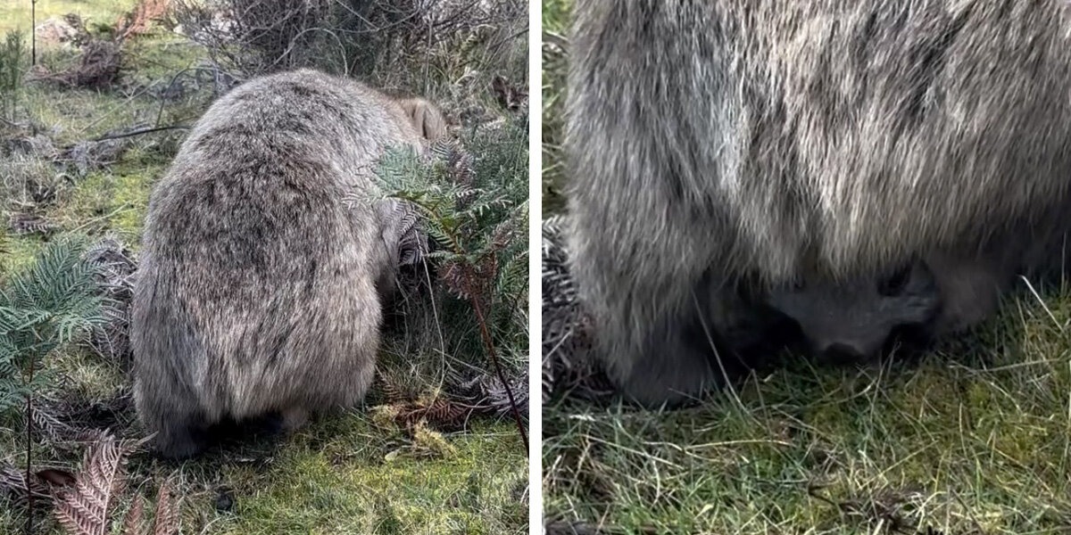 Hikers Gush With Delight After A Closer Look At Wild Animal's Rear End ...