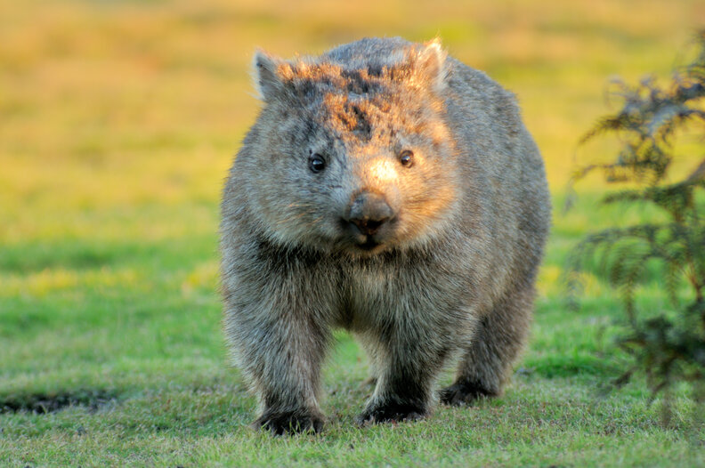 Hikers Gush With Delight After A Closer Look At Wild Animal's Rear End ...