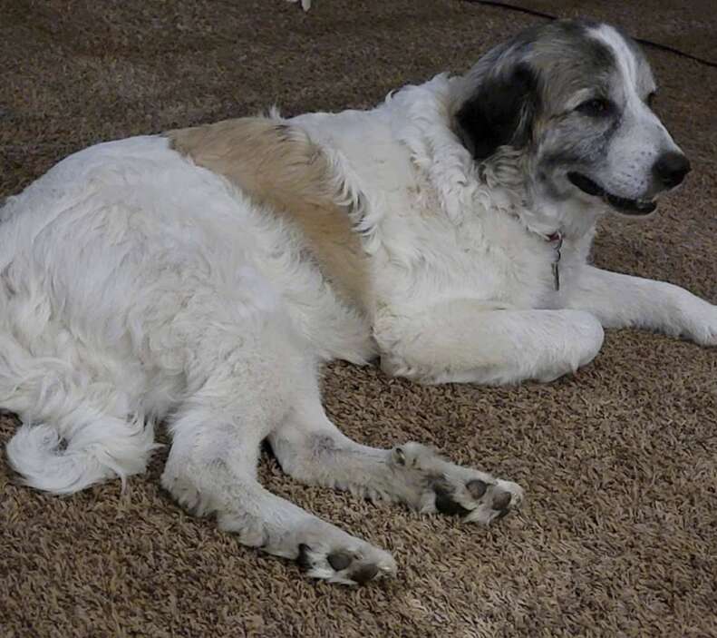 dog on carpet 