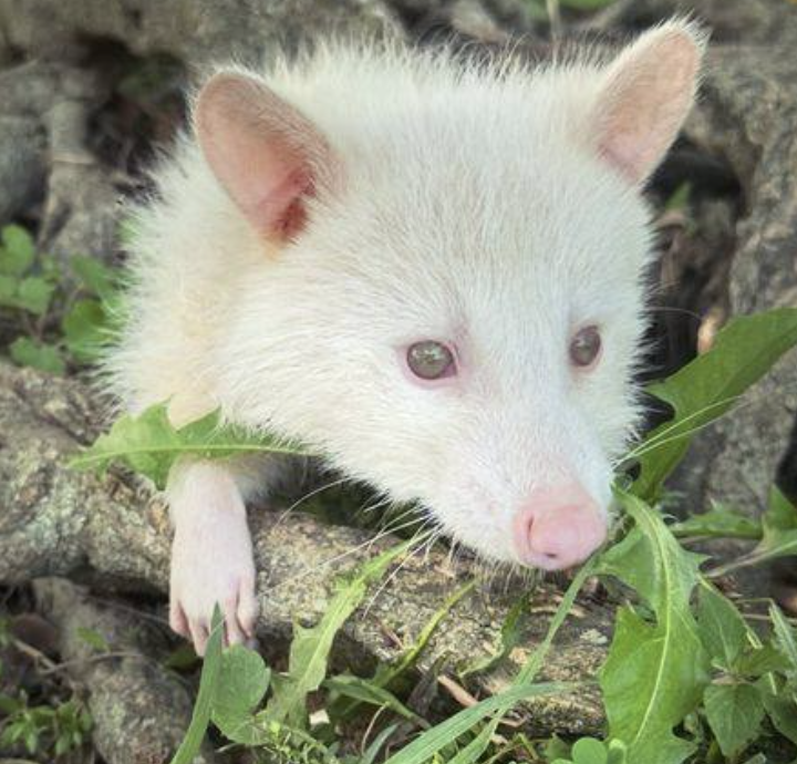 Albino raccoon