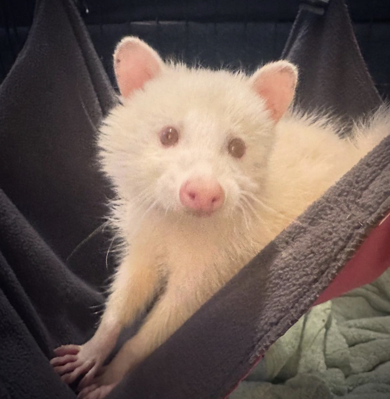 Albino raccoon