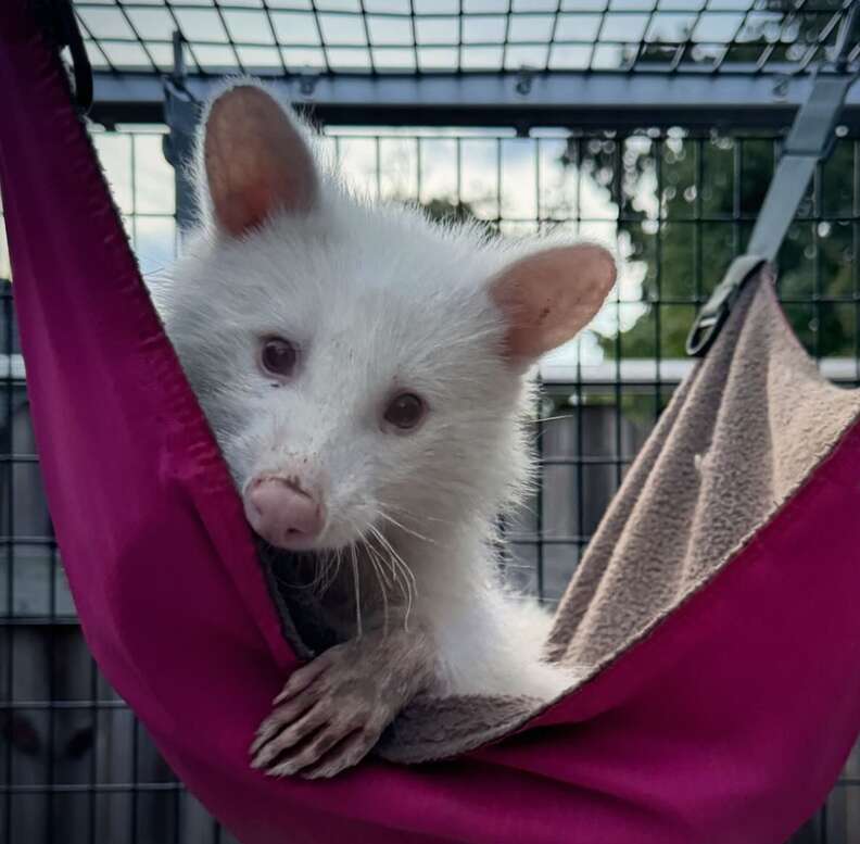 Albino raccoon