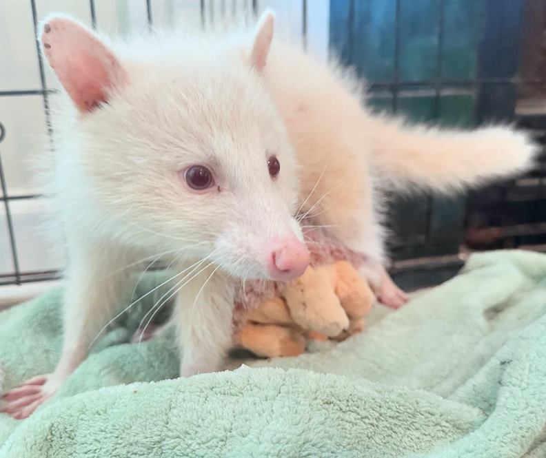 Albino raccoon