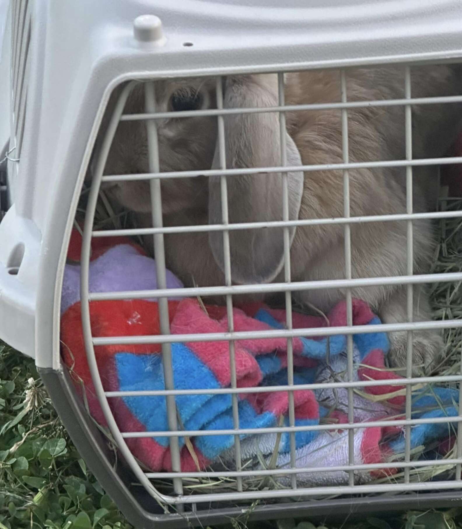 Sisters Arrive At Airbnb And Find Two Abandoned Bunnies Hiding In The ...