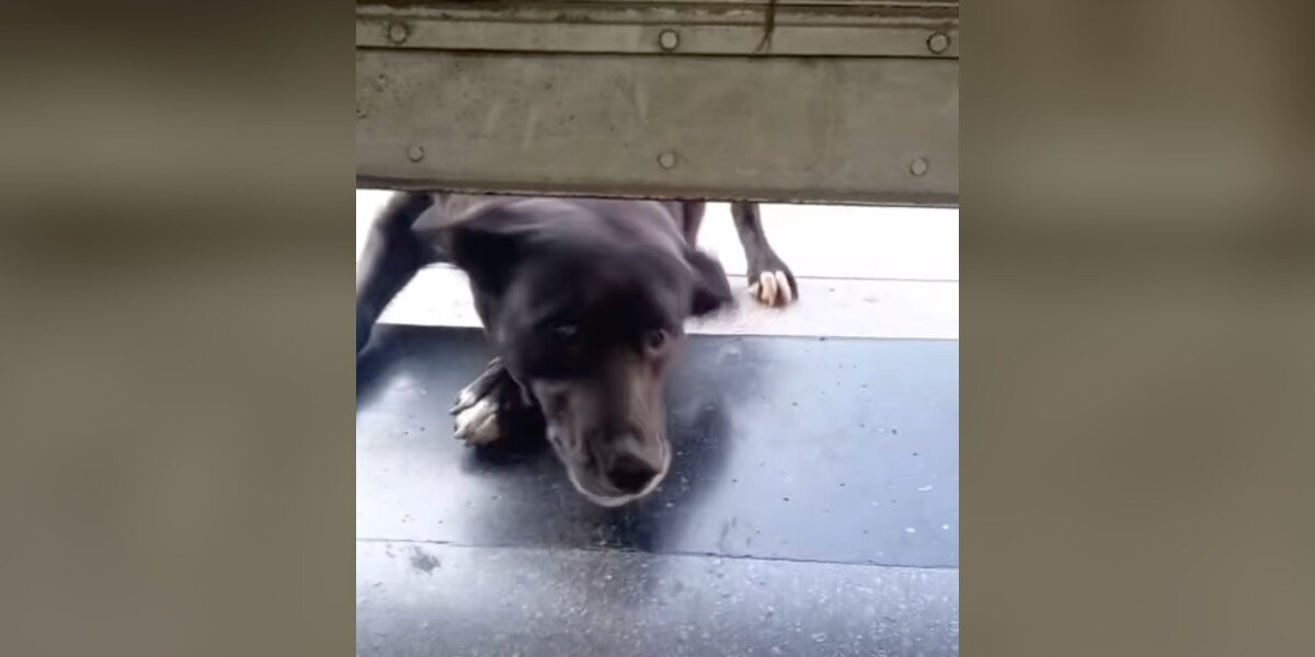 Senior Dog Waits Patiently Outside Pet Shop Every Morning For It To Open