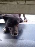 Senior Dog Waits Patiently Outside Pet Shop Every Morning For It To Open