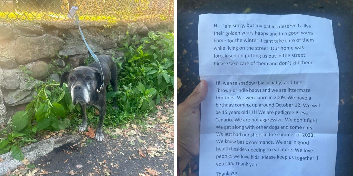 Rescuer’s Heart Breaks Reading The Note Left With Two Old Dogs Tied To ...