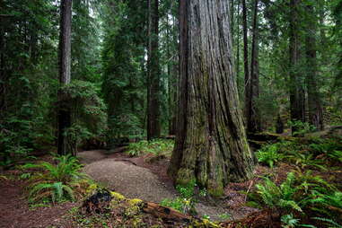 old growth trees in mendocino county