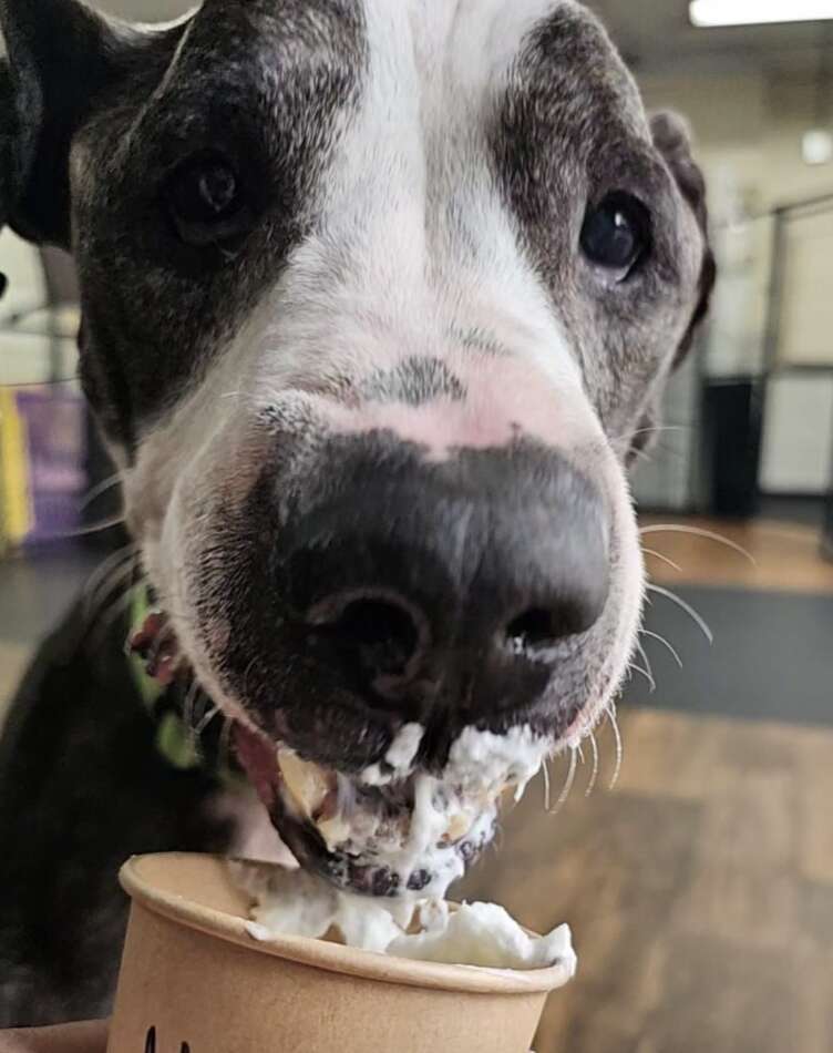 dog eating whipped cream