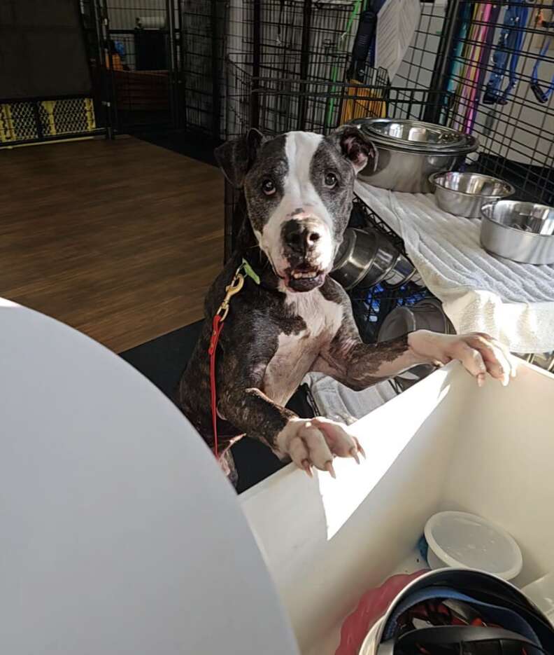 dog jumping on desk 