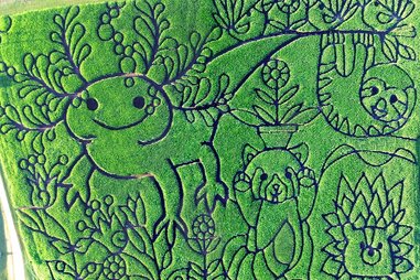 aerial view of corn maze with dog design