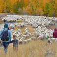 This Idaho Festival Actually Encourages You to Follow the Herd