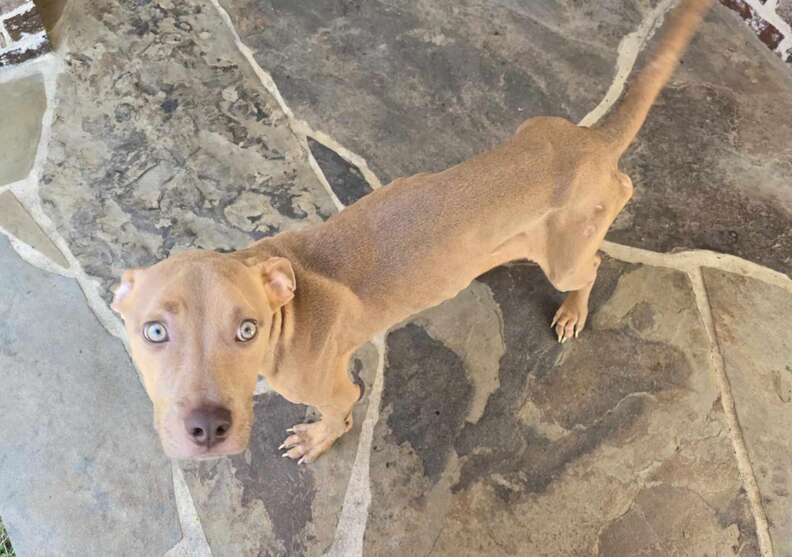 brown dog on stone porch 