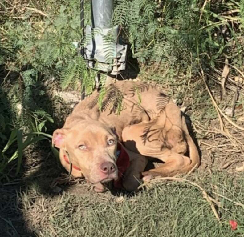 dog tied to pole 