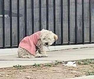 Dog abandoned in dirty pink dress