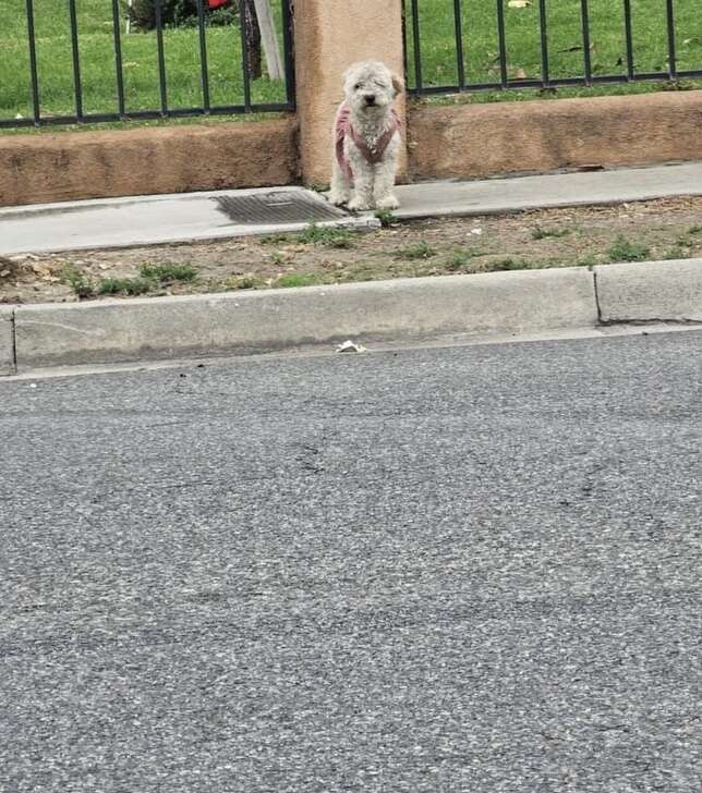 Matted poodle sits on the street waiting for her family