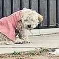 Little Dog In Dirty Pink Dress Cannot Accept That Family Left Her Behind