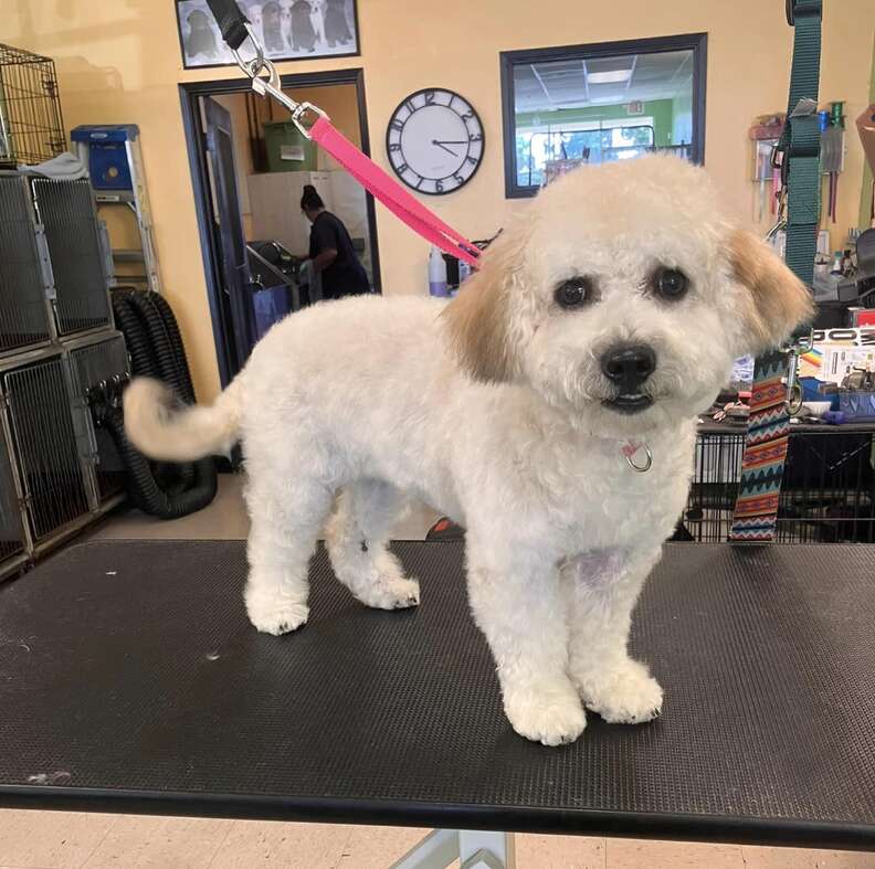 Rescued dog looks so fluffy after grooming