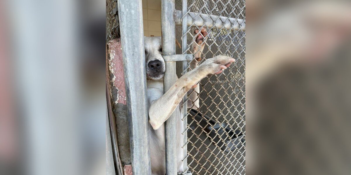 Dog Reaches Paw Out To Anyone Passing Shelter Kennel Hoping To Be Noticed